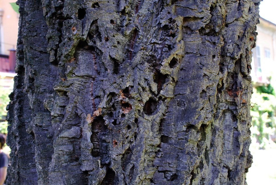 Orto Botanico_007.JPG - SUGHERA - Quercia da sughero